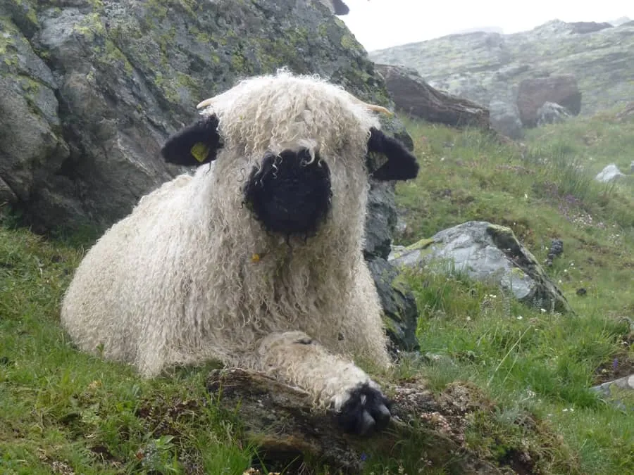 Mouton nez noir du Valais.